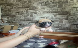 French Bulldog dogs for sale: French bulldog - Image 5