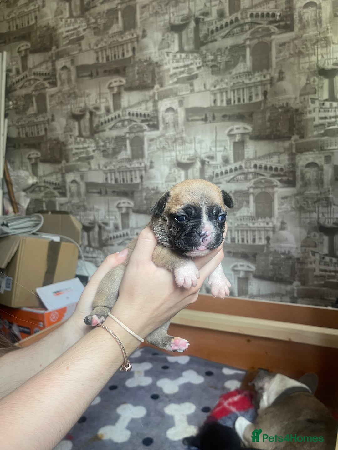 French Bulldog dogs for sale: French bulldog - Image 5
