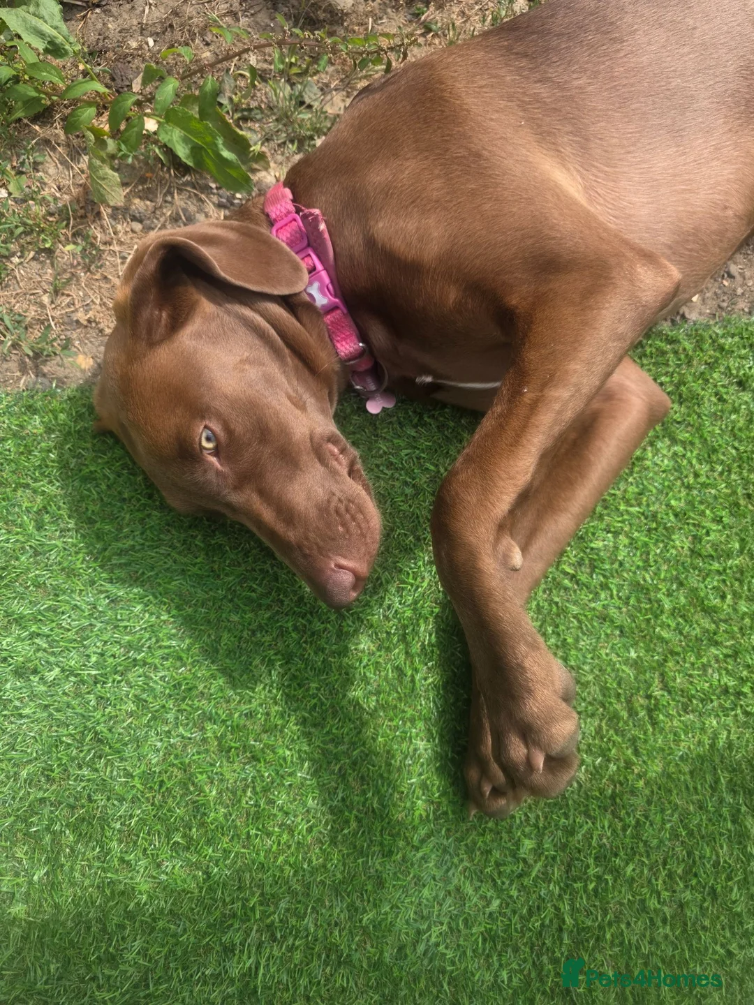Mixed Breed dogs for sale: Brownie  - Advert 2