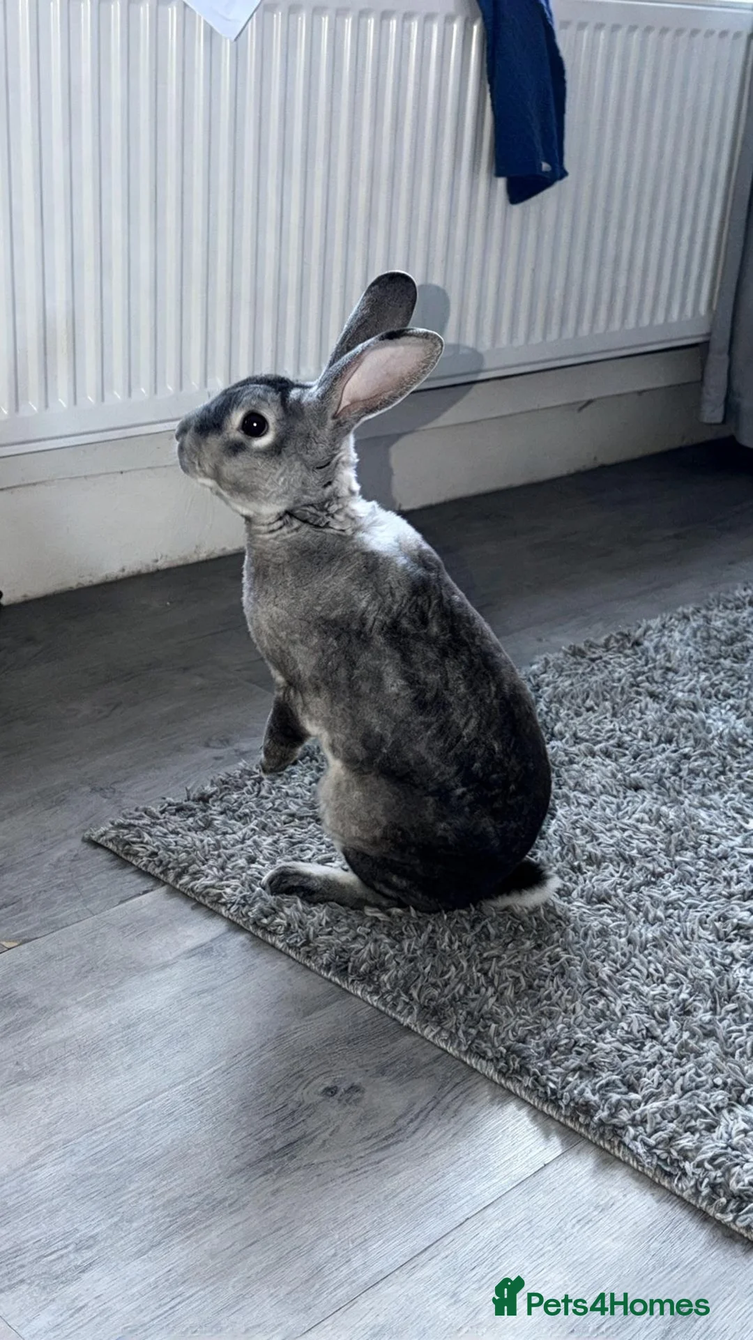 Rex rabbits for sale: Russel the Rabbit (Comes with Hutch and extras) - Advert 2