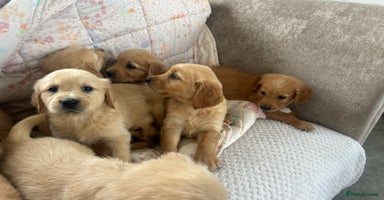 Golden Retriever dogs - Advert 6