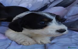 Jack Russell dogs for sale: Two jackrussel puppy's for sale - Image 8