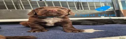 Sprocker dogs for sale: Working Sprocker Spaniels  - Advert 27