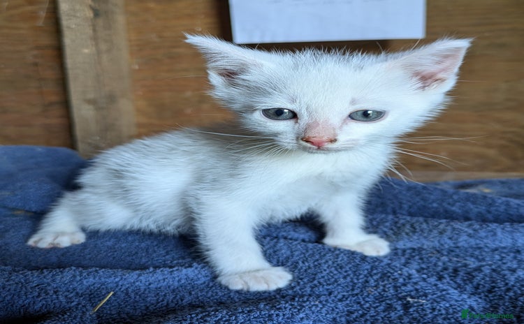 Mixed Breed cats - Advert 3