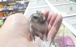 Hamster rodents for sale: Super tame russian dwarf hamsters - Image 2