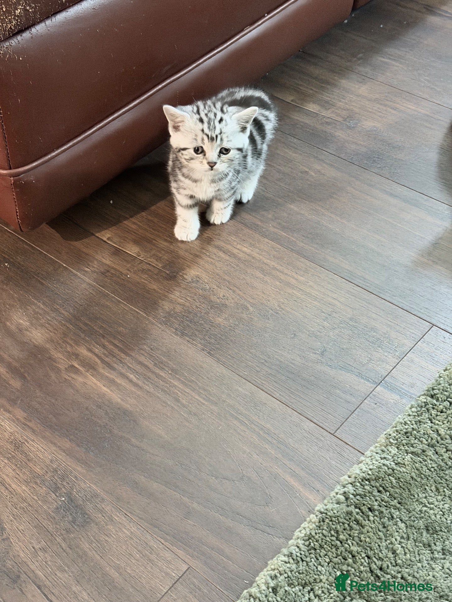 British Shorthair cats GCCF British shorthair silver tabby male kitten - Advert 1