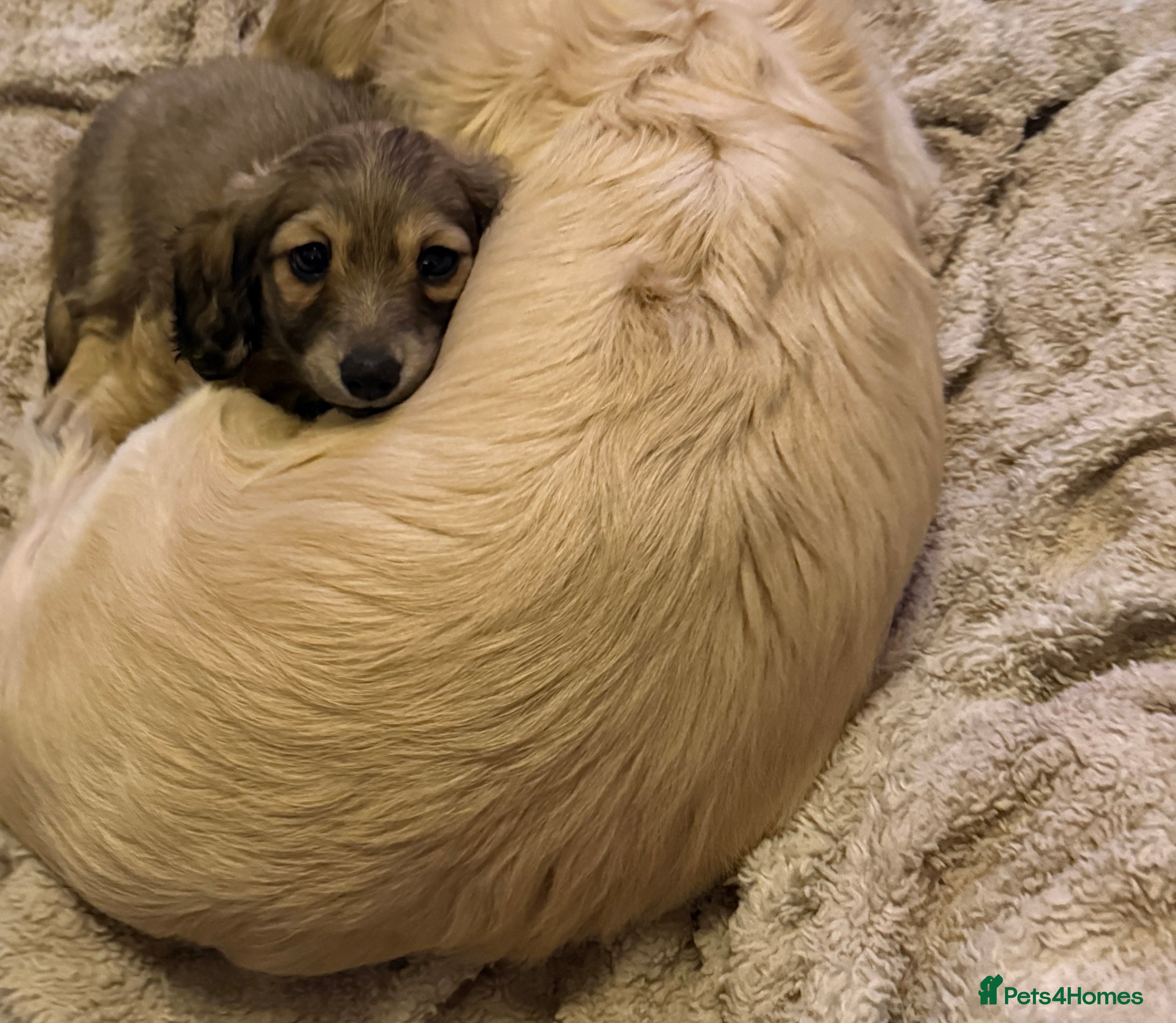 Miniature Dachshund dogs Long haired dachshund pups - last one  - Advert 15