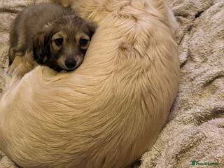 Miniature Dachshund dogs Shaded cream Long haired dachshund girl - Advert 11