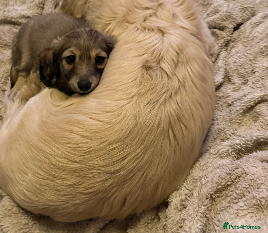 Miniature Dachshund dogs for sale: Shaded cream Long haired dachshund girl   - Advert 1