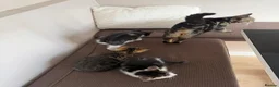 Mixed Breed cats for sale: Kittens for sale in Stevenage - Advert 8