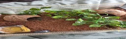 Tarantulas invertebrates for sale: Red knee tarantula with set up - Advert 2