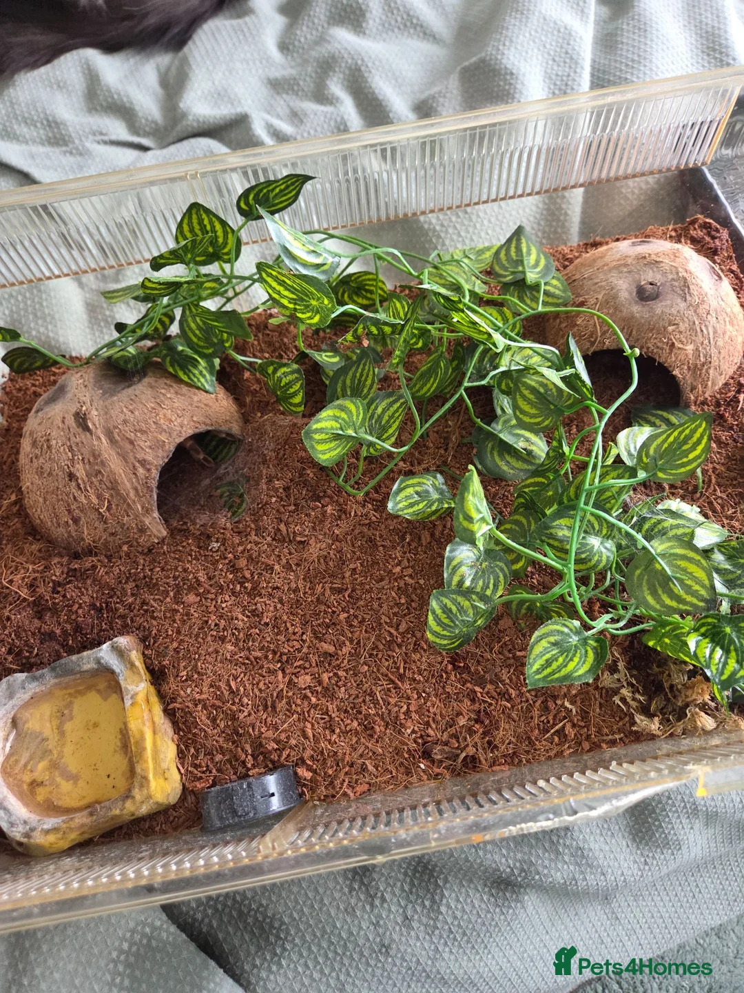 Tarantulas invertebrates for sale: Red knee tarantula with set up - Advert 2