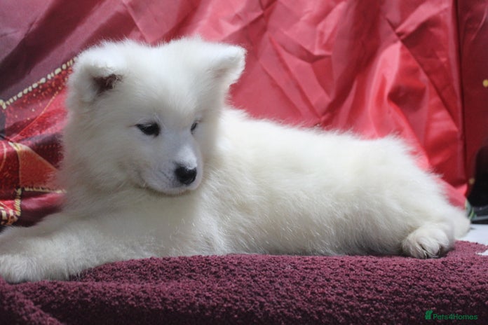 Samoyed dogs - Advert 1