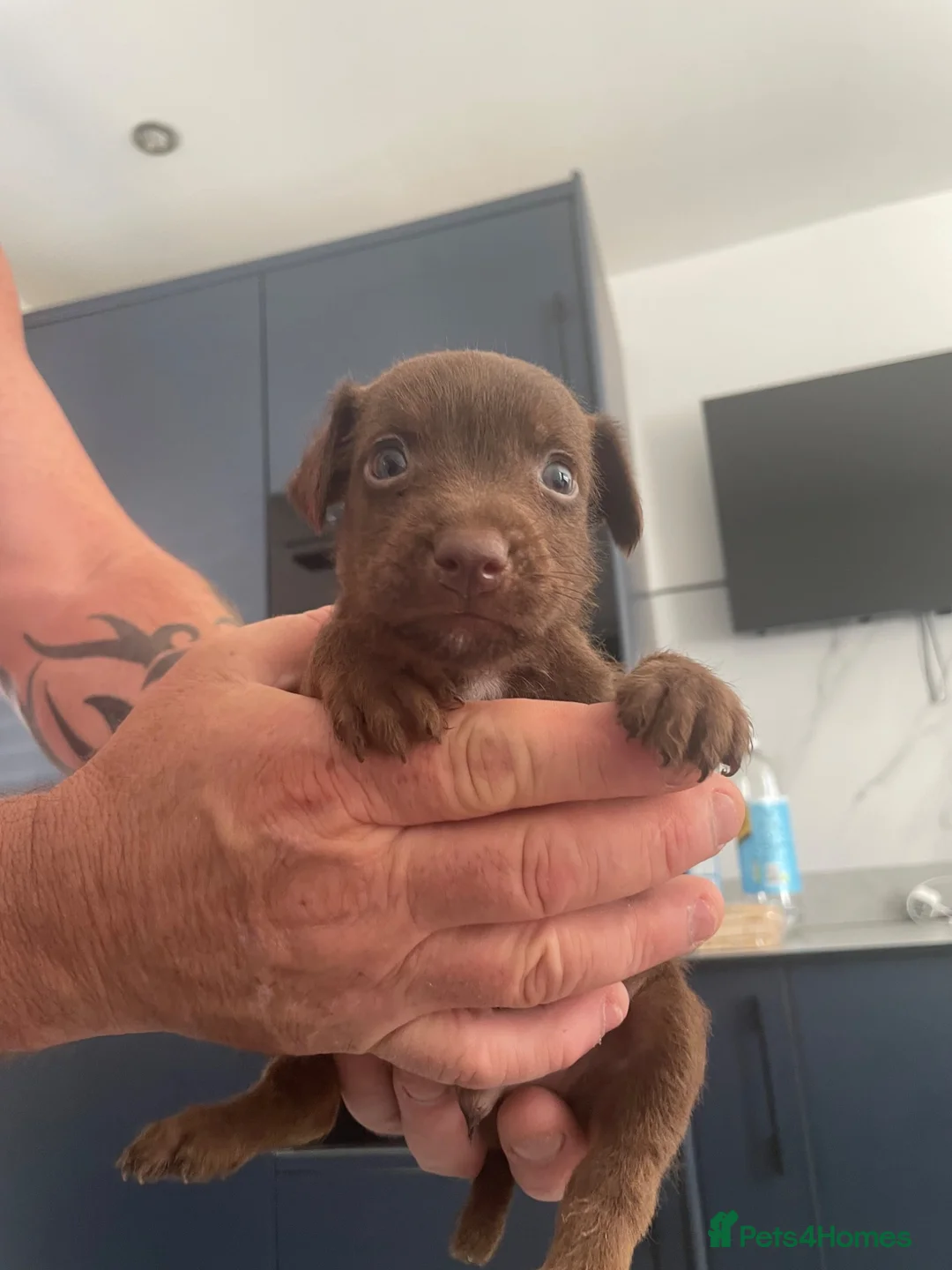 Patterdale Terrier dogs for sale: Beautiful patterdale puppy 1 left  - Advert 2