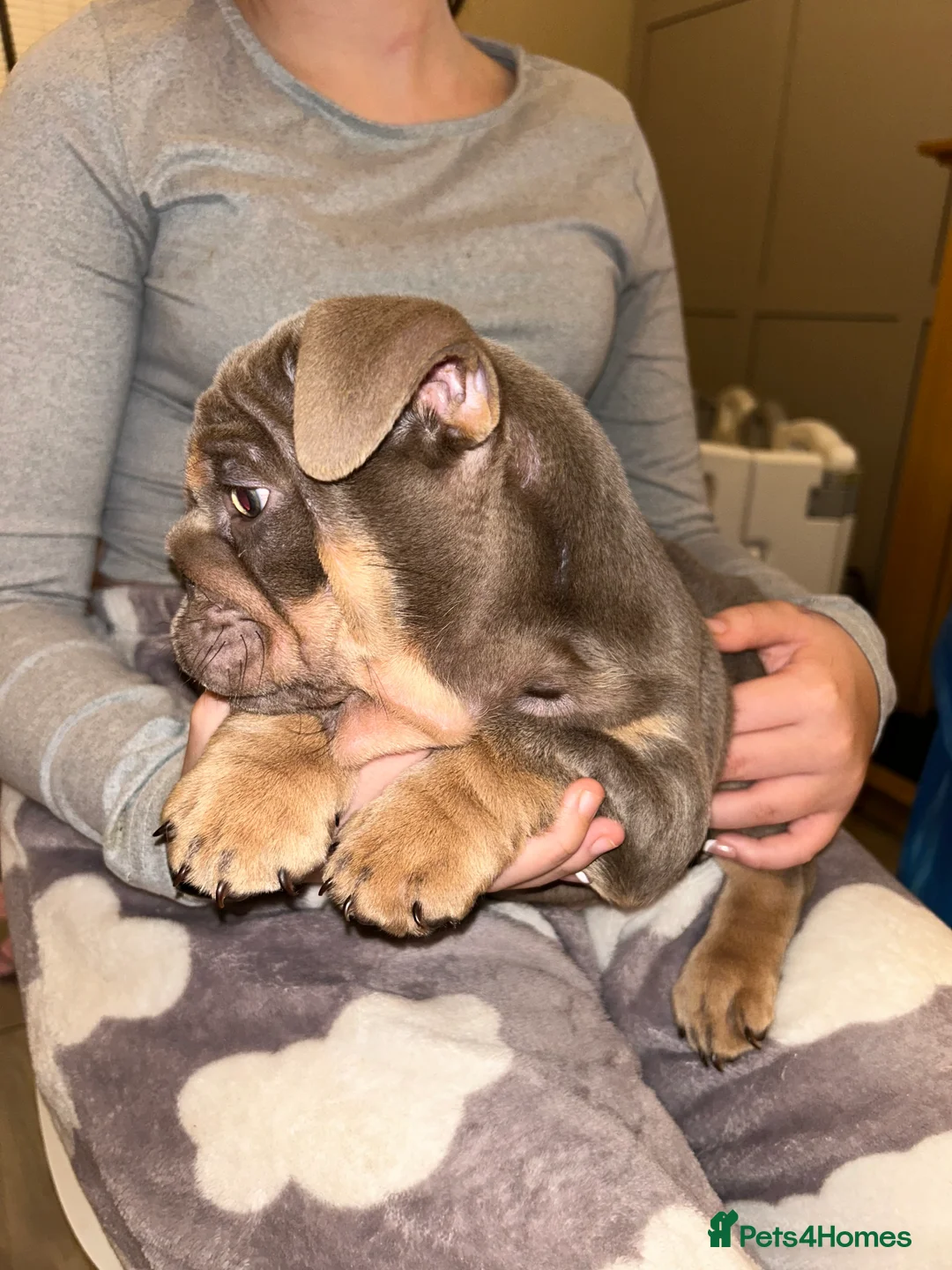 English Bulldog dogs for sale: KOBE X DARLA 5x SMALL COMPACT UNREAL🔥 - Advert 4