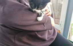 Mixed Breed cats for sale: Mixed Breed Kittens  - Image 6