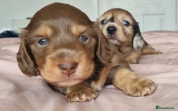 Miniature Dachshund dogs for sale: Long hair minature dachshunds - Image 8