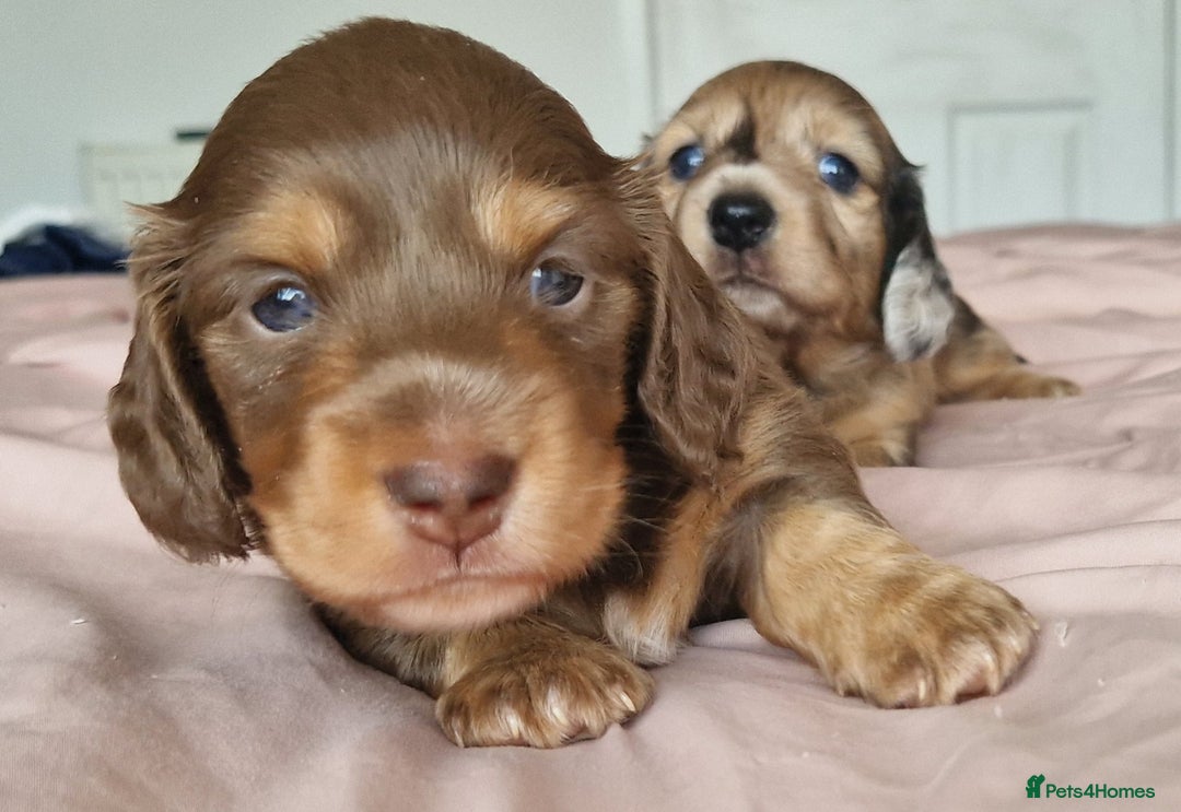 Miniature Dachshund dogs for sale: Long hair minature dachshunds - Image 8