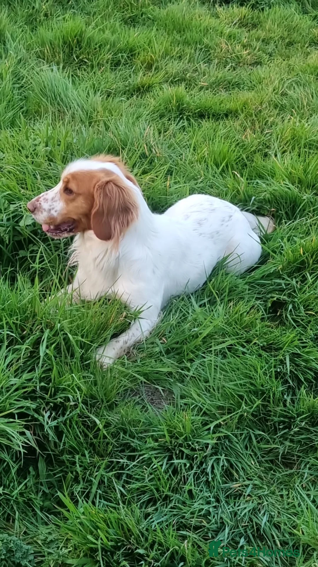 Cocker Spaniel dogs for stud: ACE STANDING AT STUD in Southampton - Advert 2