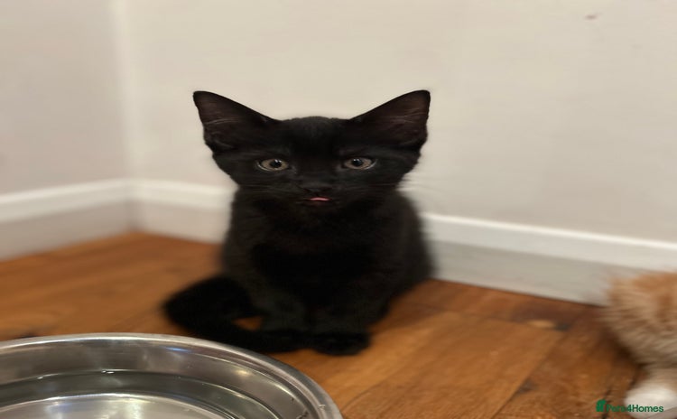 Domestic Shorthair cats - Advert 1