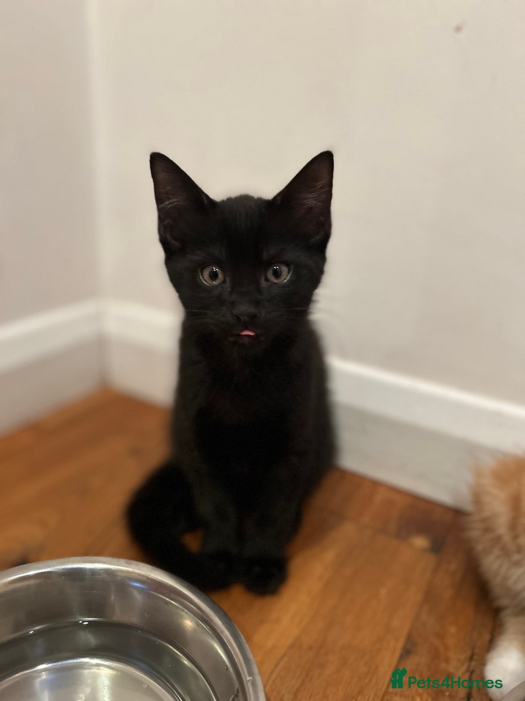 Domestic Shorthair cats for sale: Three beautiful kittens for new homes - Image 1