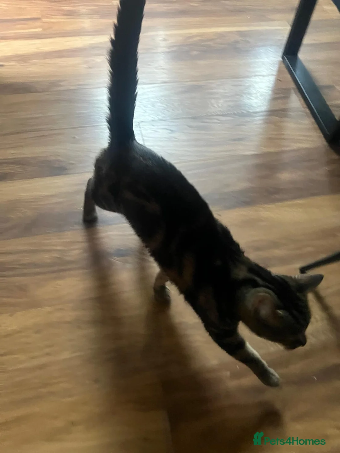 Bengal cats for sale: 2 bengal brothers in Darlington - Advert 1