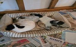 Mixed Breed dogs for sale: Sweetest Sprollies - Image 1