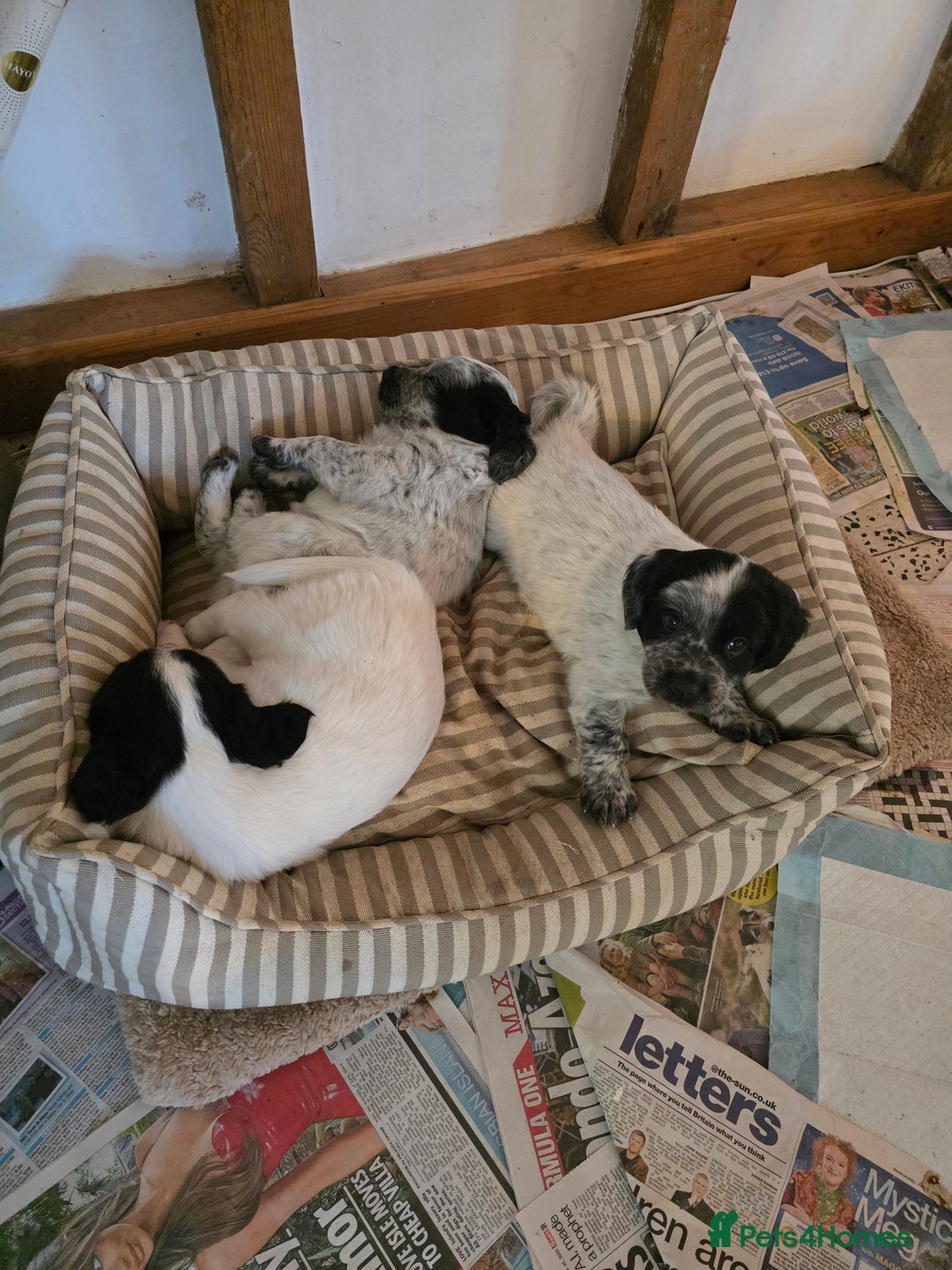 Mixed Breed dogs for sale: Sweetest Sprollies - Image 1