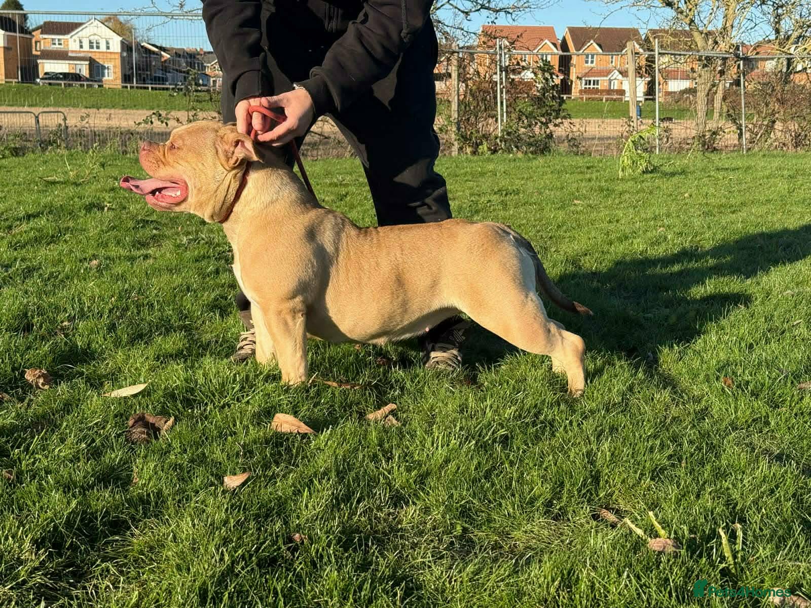 American Bully dogs Pocket bully for sale - Advert 1