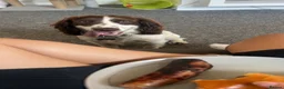Sprocker dogs for stud: Marley for stud NOT FOR SALE  in Pontypridd - Advert 5