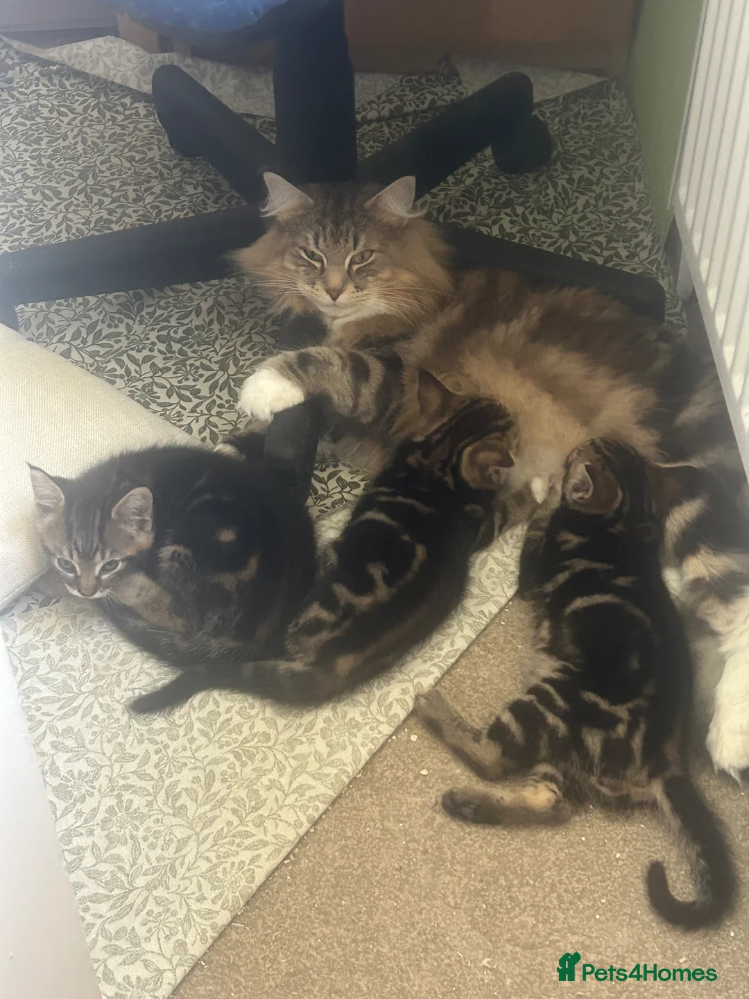 Mixed Breed cats for sale: Norwegian forest cat kittens  in Monmouth - Advert 6