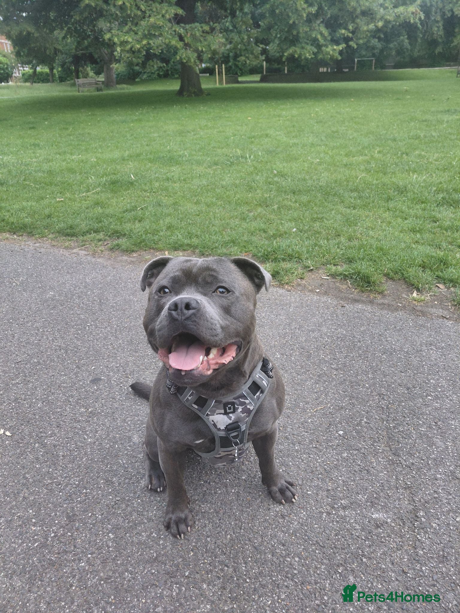 Staffordshire Bull Terrier dogs Mr Kobe - Advert 16
