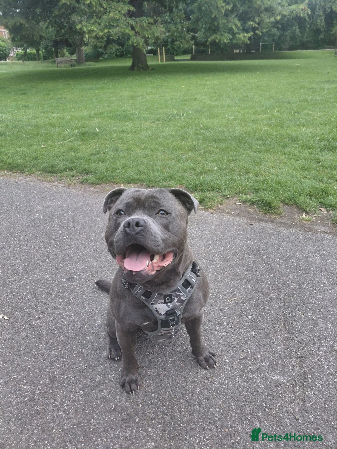 Staffordshire Bull Terrier dogs for stud: Mr Kobe in Twickenham - Advert 1