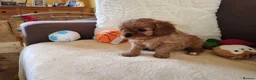 Cavalier King Charles Spaniel dogs for sale: Kc Beautiful puppies for sale. - Advert 13