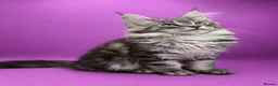 Maine Coon cats for sale: Maine Coon Kittens – Giant Bloodlines | Tica Reg. - Advert 6