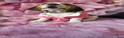 Beagle dogs for sale: Beautiful Beagle puppies looking for loving homes - Advert 22