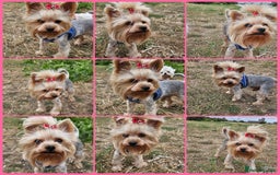 Yorkshire Terrier dogs for stud: YORKSHIRE TERRIER 🐶FULL KC REG.🐶 in London - Image 1