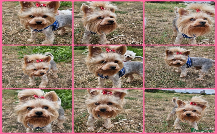 Yorkshire Terrier dogs in London - Advert 12