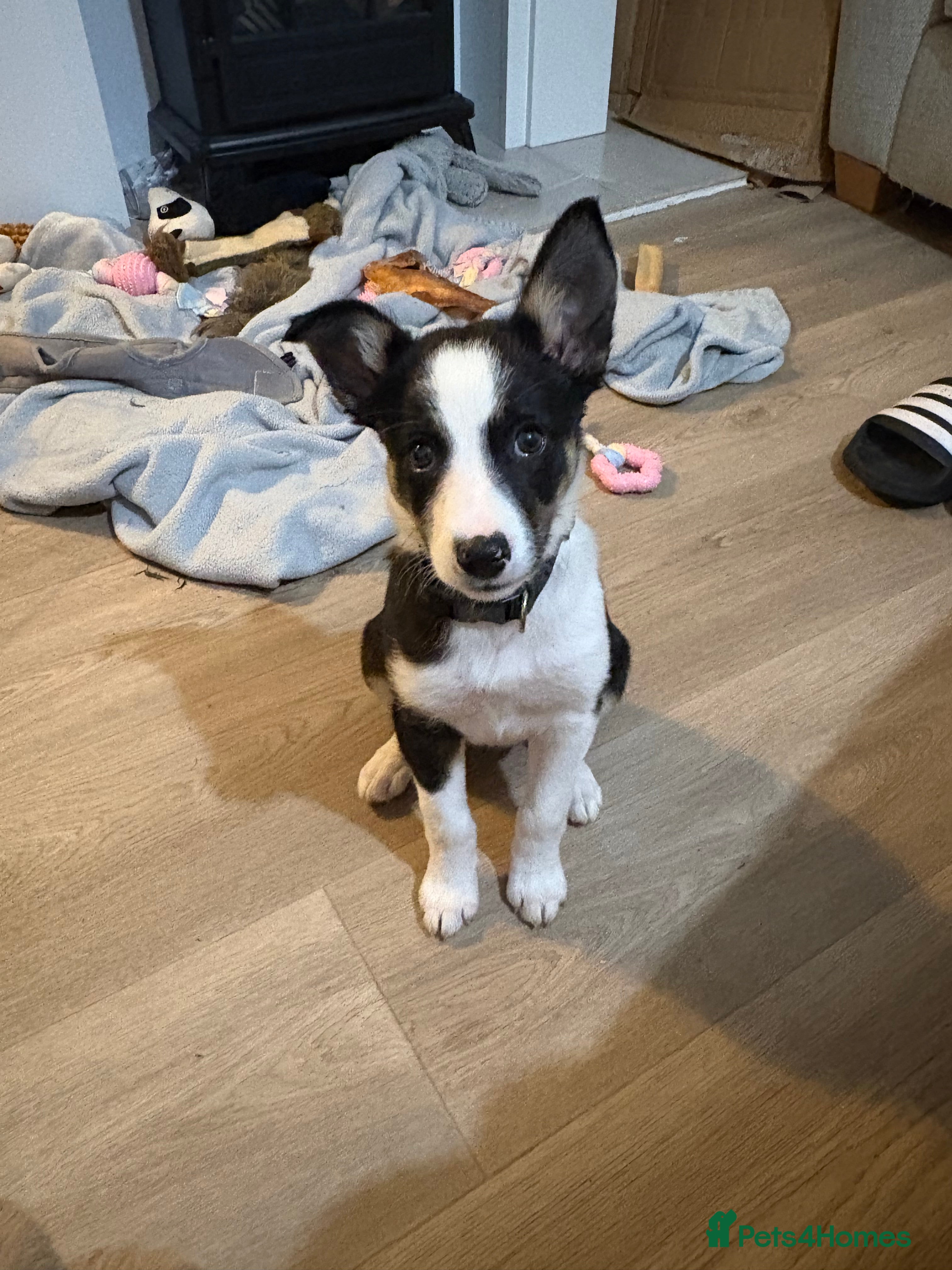 Mixed Breed dogs Smooth collie puppy - Advert 12