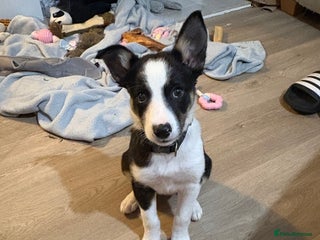 Mixed Breed dogs - Advert 2