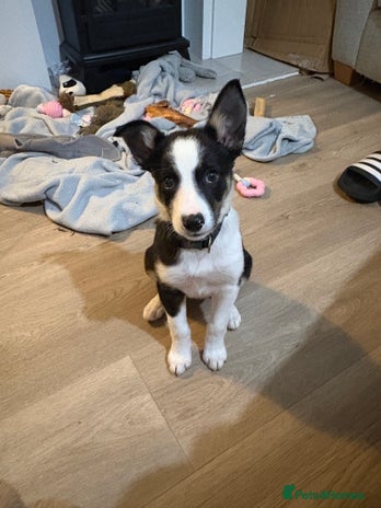 Mixed Breed dogs - Advert 1