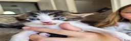 Bengal cats for sale: Beautiful Bengal/ragdoll cross kittens - Advert 9