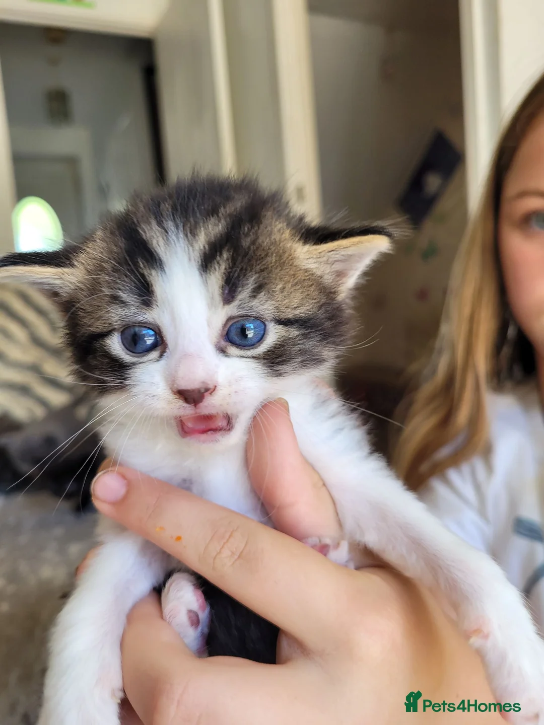 Bengal cats for sale: Beautiful Bengal/ragdoll cross kittens - Advert 9