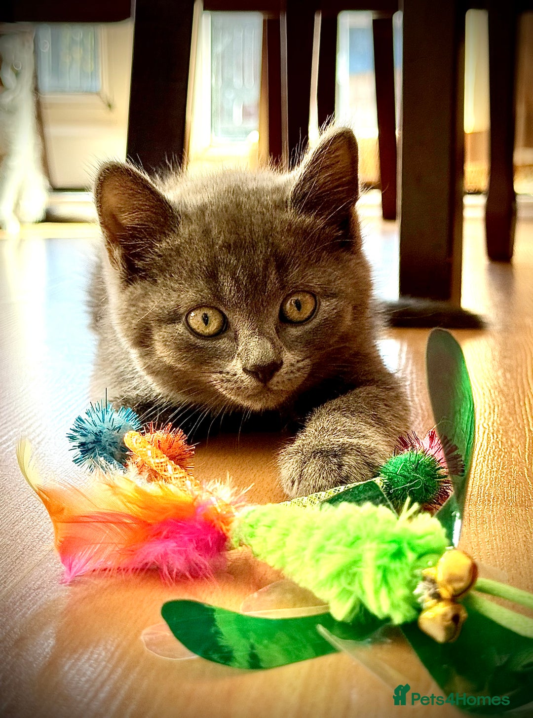 British Shorthair cats for sale: Adorable British Shorthair kittens - Blue & Choco - Image 9
