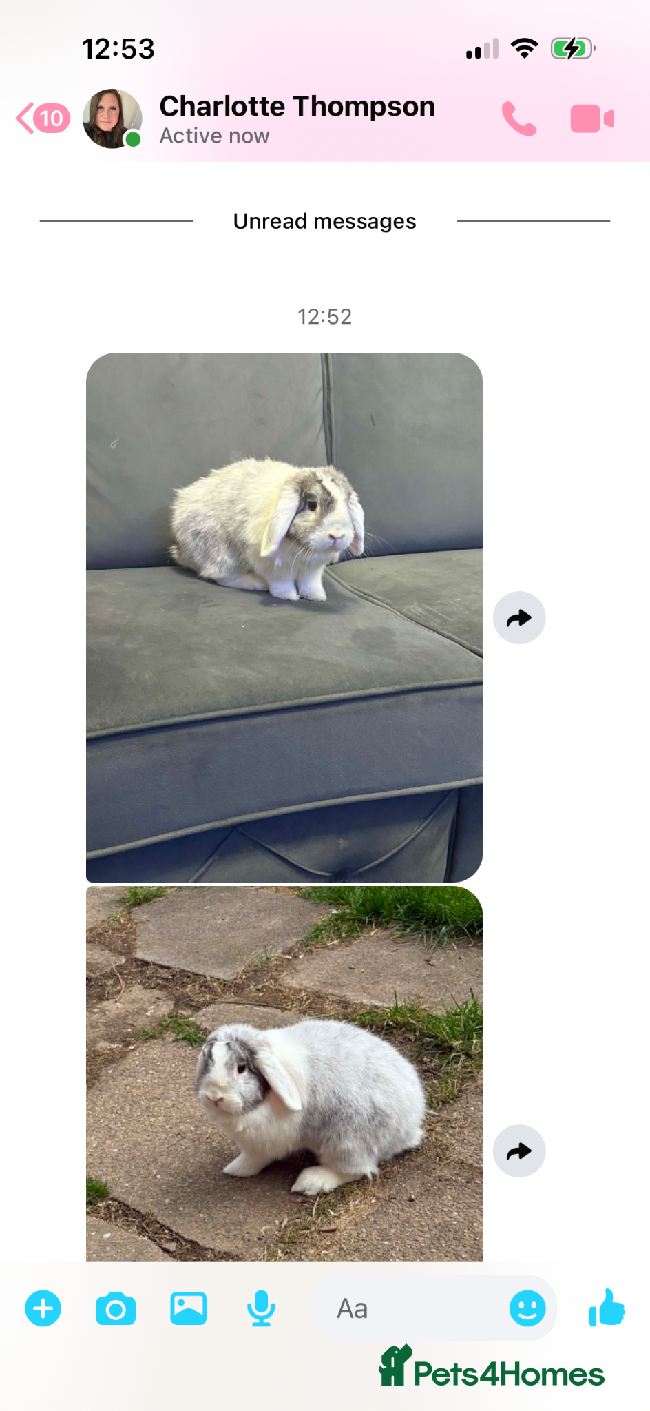 English Lop rabbits Male lop rabbit - Advert 1