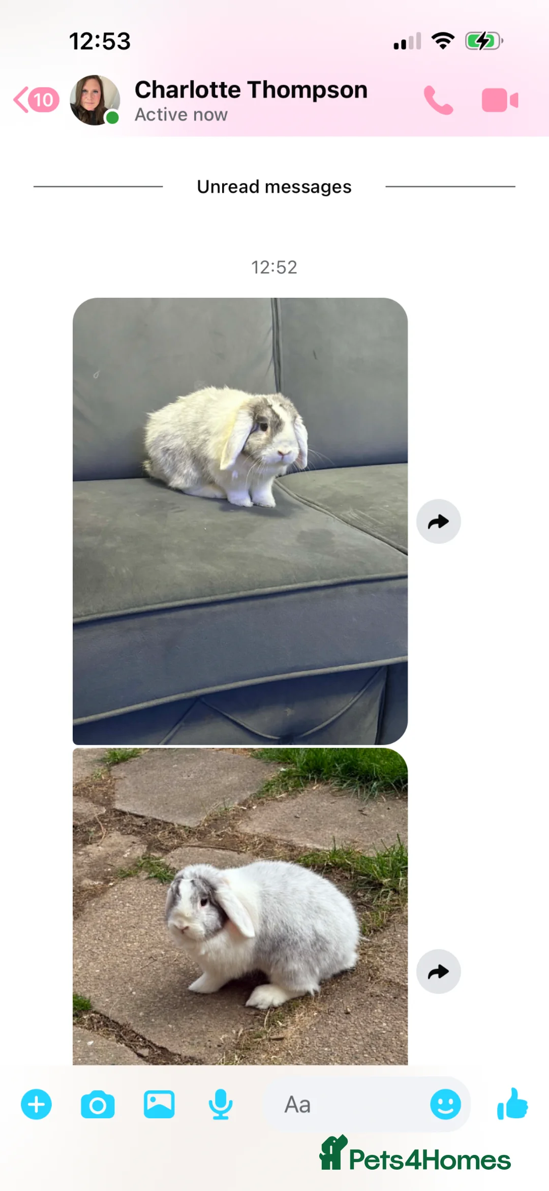 English Lop rabbits for sale: Male lop rabbit in Sheffield - Advert 1