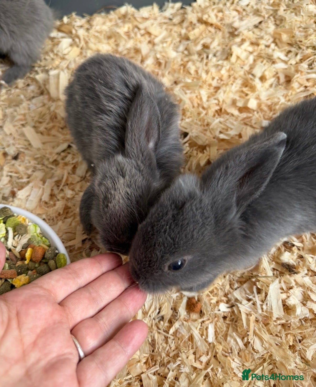 Mini Lop rabbits Mixed litter of mini lops - Advert 4