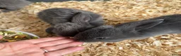 Mini Lop rabbits for sale: Mixed litter of mini lops in Stockton-on-Tees - Advert 1