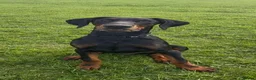Dobermann dogs for sale: European Dobermann puppy - Advert 1