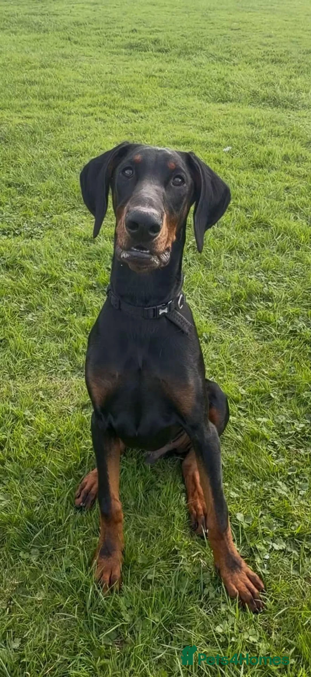 Dobermann dogs for sale: European Dobermann puppy - Advert 1